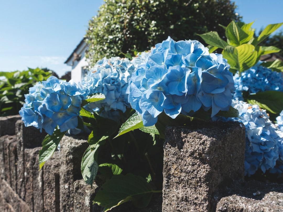 Blue hydrangeas growing in a Cornish garden on a sunny day.