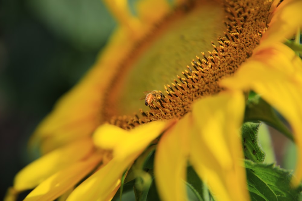 closeup photography of sunflower