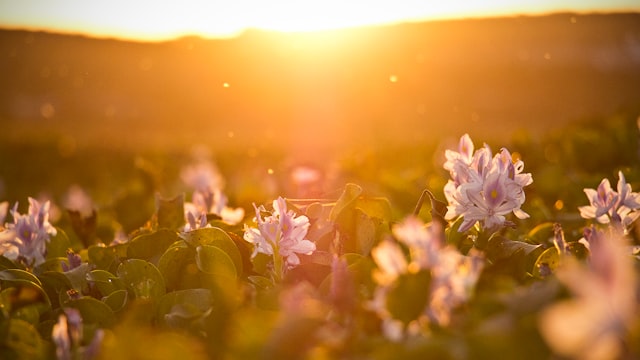 test-img