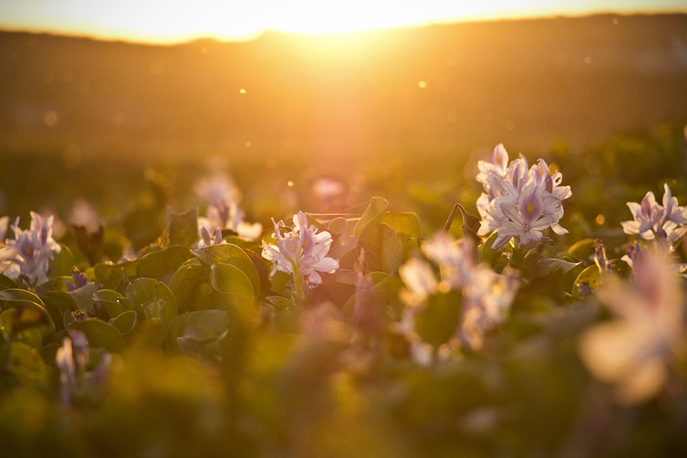 Fotografia da lente tilt shift do campo de flores durante o pôr do sol