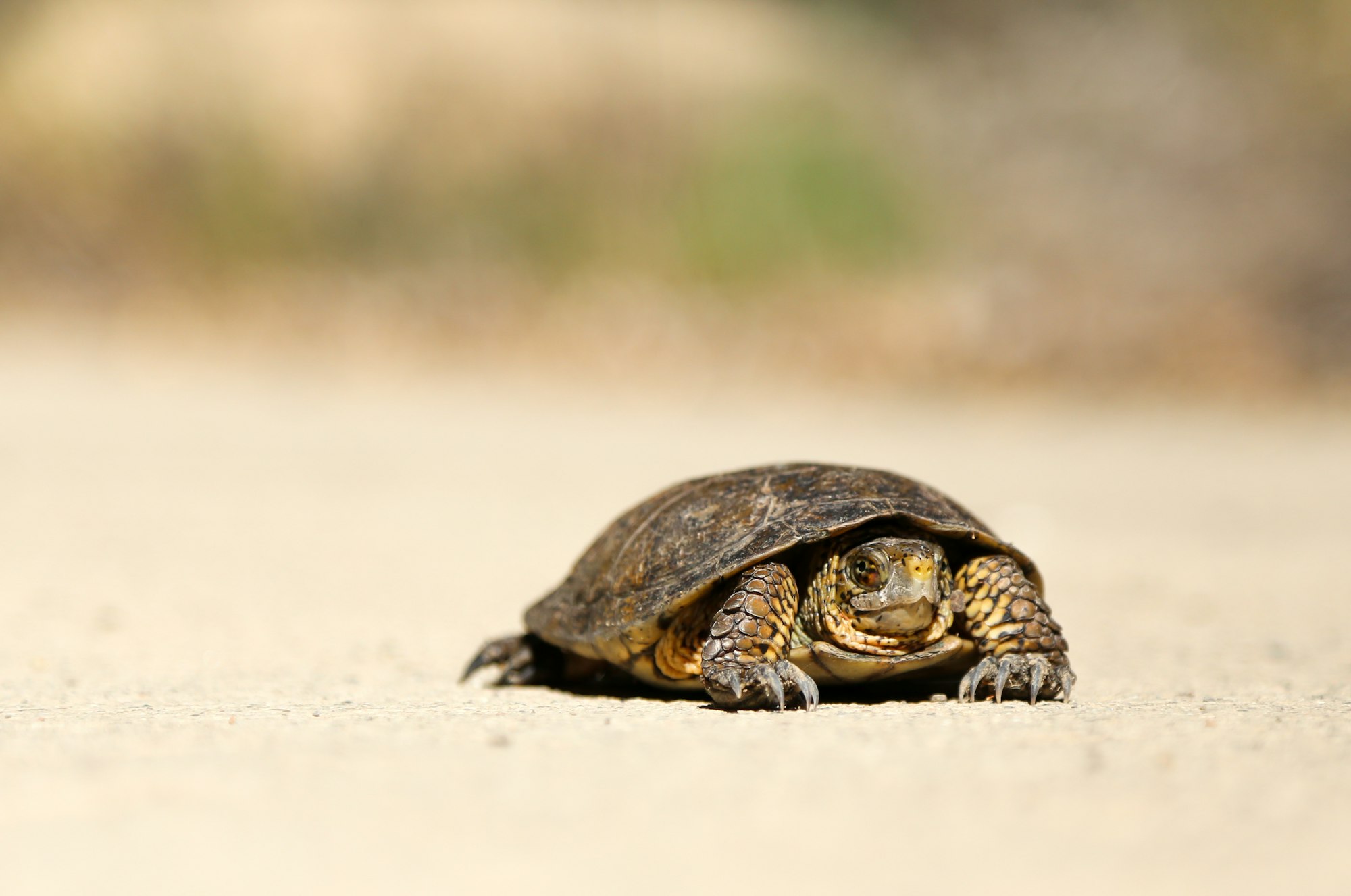 We were pretty glad we were driving slow on our way home from a camping expedition in the mountains of Santa Barbra. This little guy (maybe only a hand’s width big) was crossing a bridge that ran over a small stream. We pulled over to check him out and give him a headshot. We did learn a while back that you shouldn’t move turtles out of the road because they might get scared and pee and then become dehydrated and die… but that might just be for turtles in the desert of Joshua Tree.