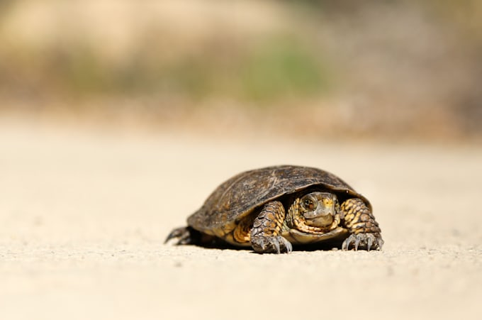 Medhat Dawoud | Blog - What makes the web slow? browser's bottleneck