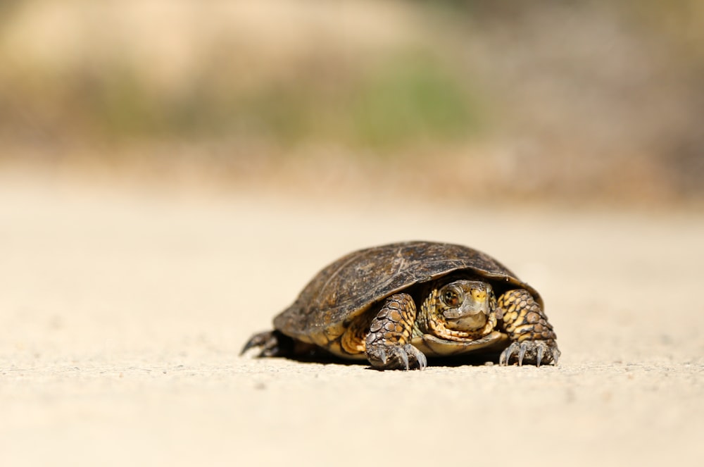 braune Schildkröte auf braunem Sand