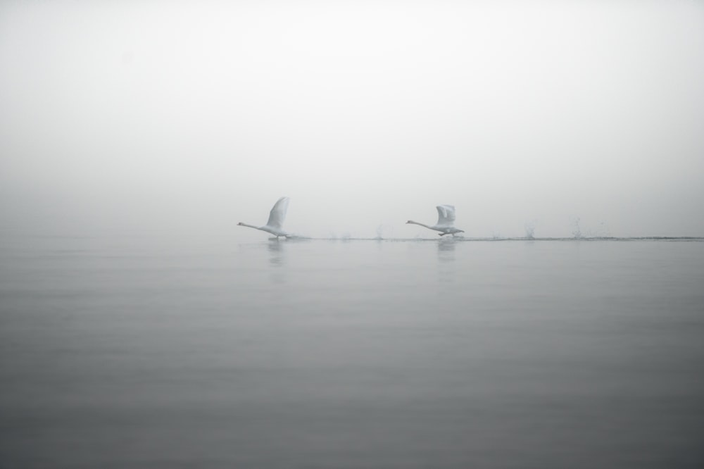 two white birds on body of water