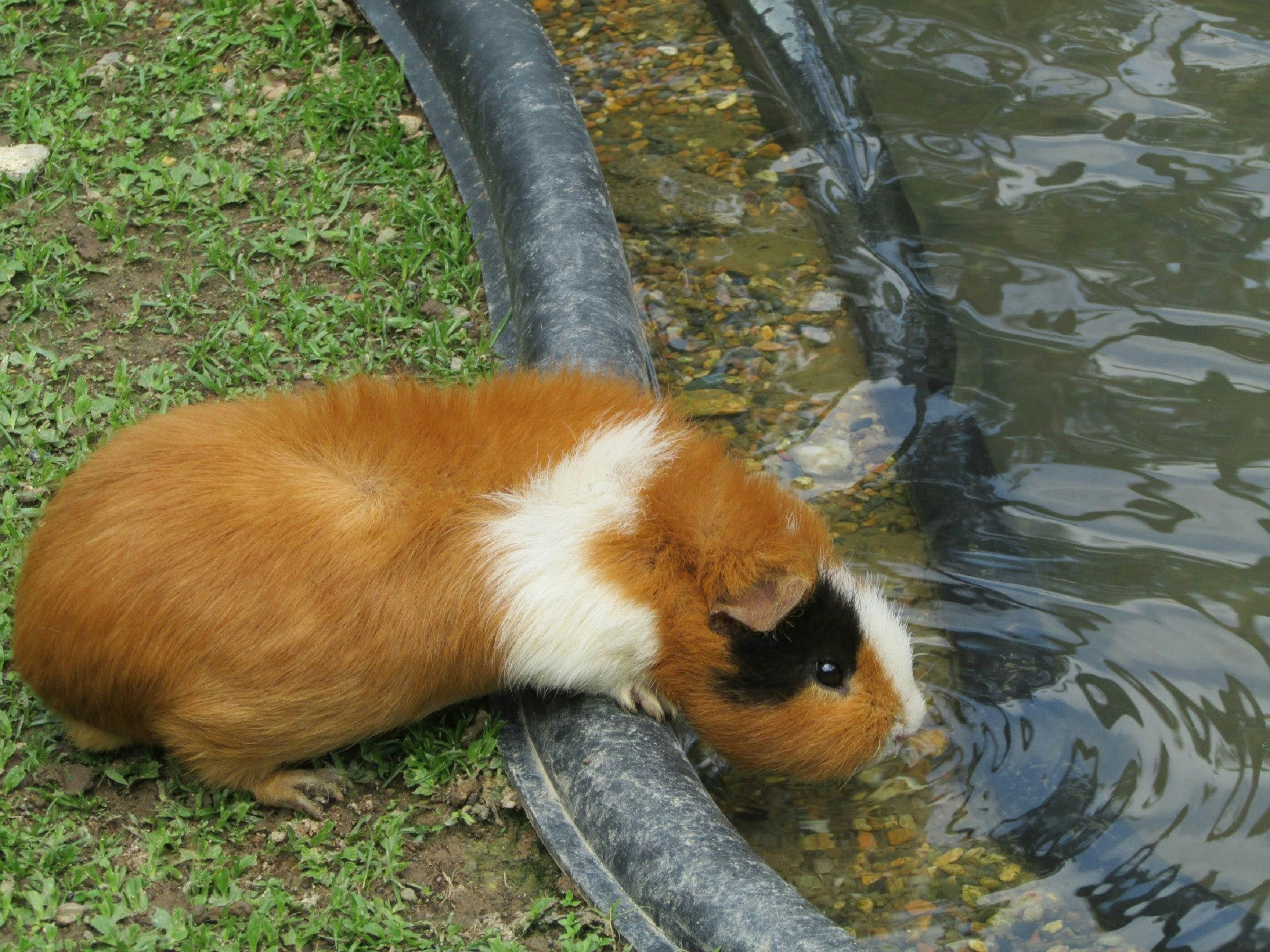 Free Unsplash photo from Sumitra Rao