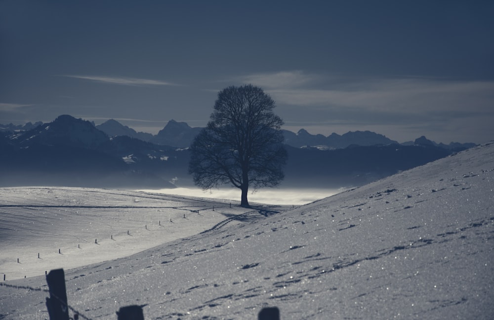 bare tree surrounded by brown sand during daytime