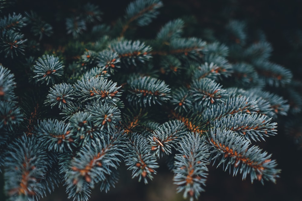 foto de closeup do pinheiro cinzento