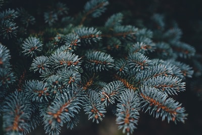closeup photo of gray pine tree fir zoom background