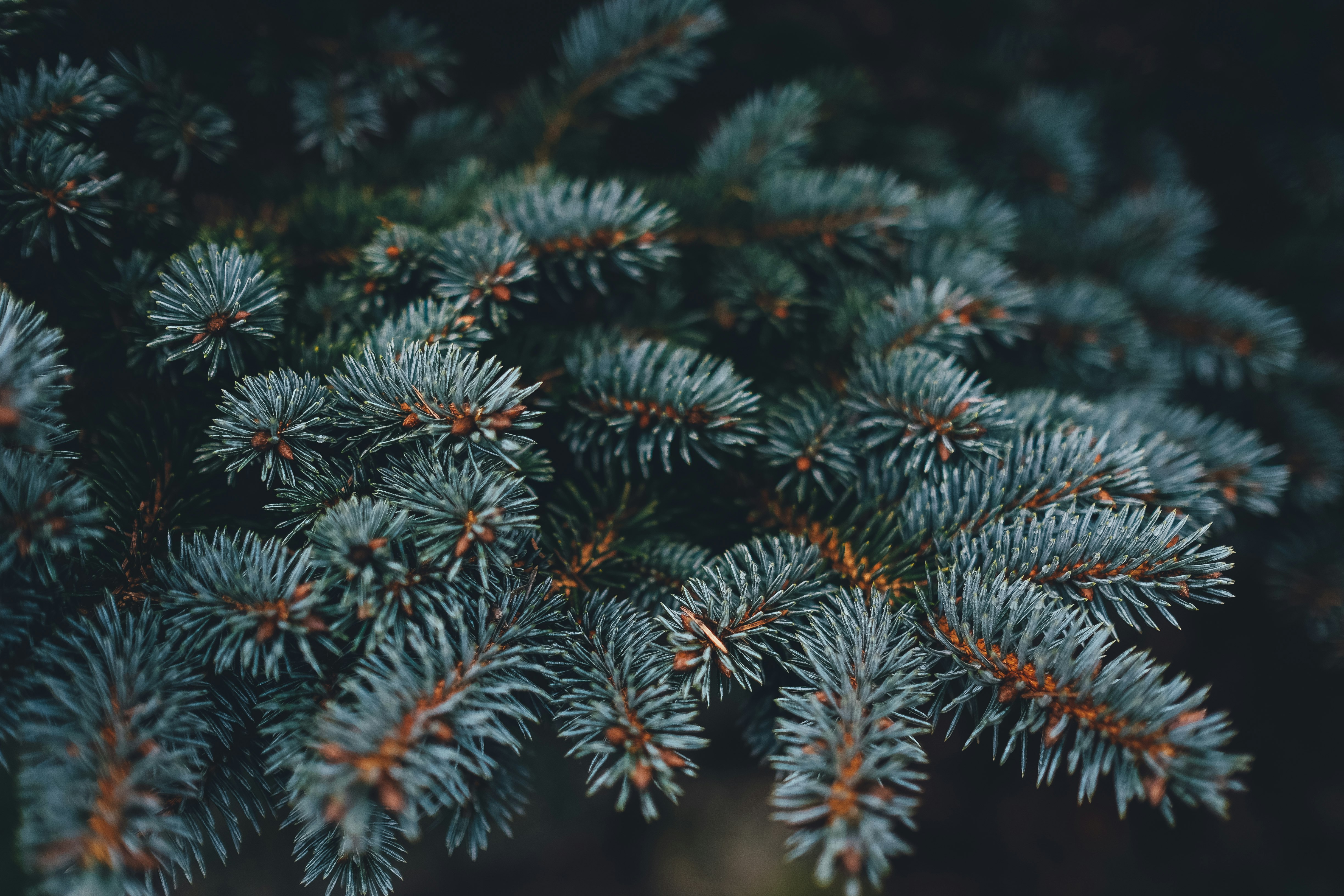 closeup photo of gray pine tree