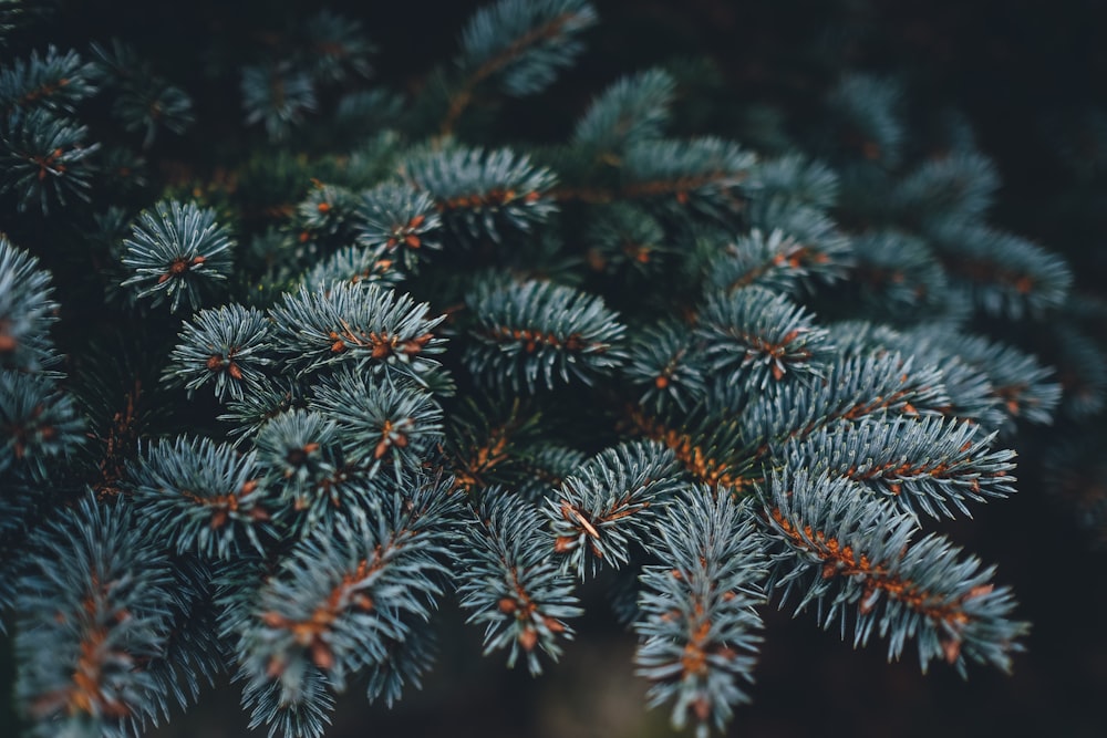 closeup photo of gray pine tree