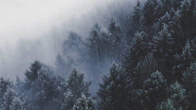 wide angle photo of pine trees