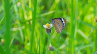 A colorful butterfly perched delicately on a blooming wildflower.