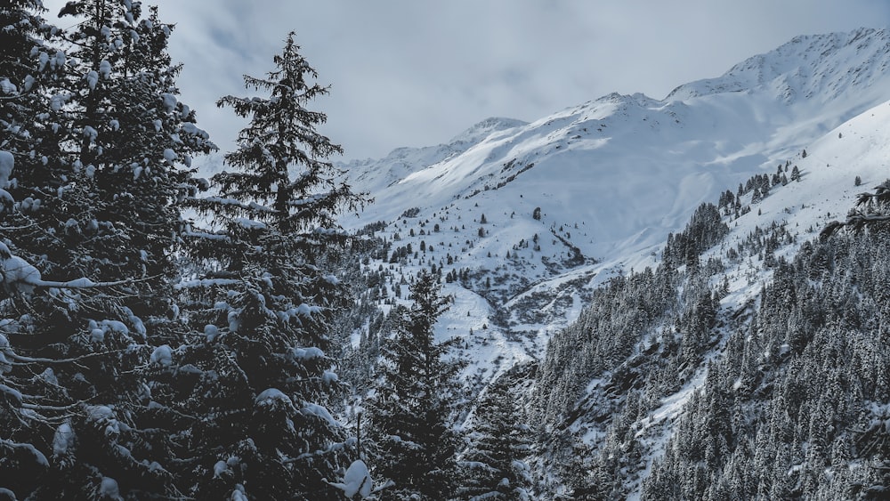 foto de árvore e montanha revestida com neve