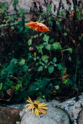 Two wilting flowers, one still attached to a stem and the other lying on a stone surface, surrounded by green leaves and a few dried, brown leaves. The environment appears natural with a rustic and somewhat neglected atmosphere.