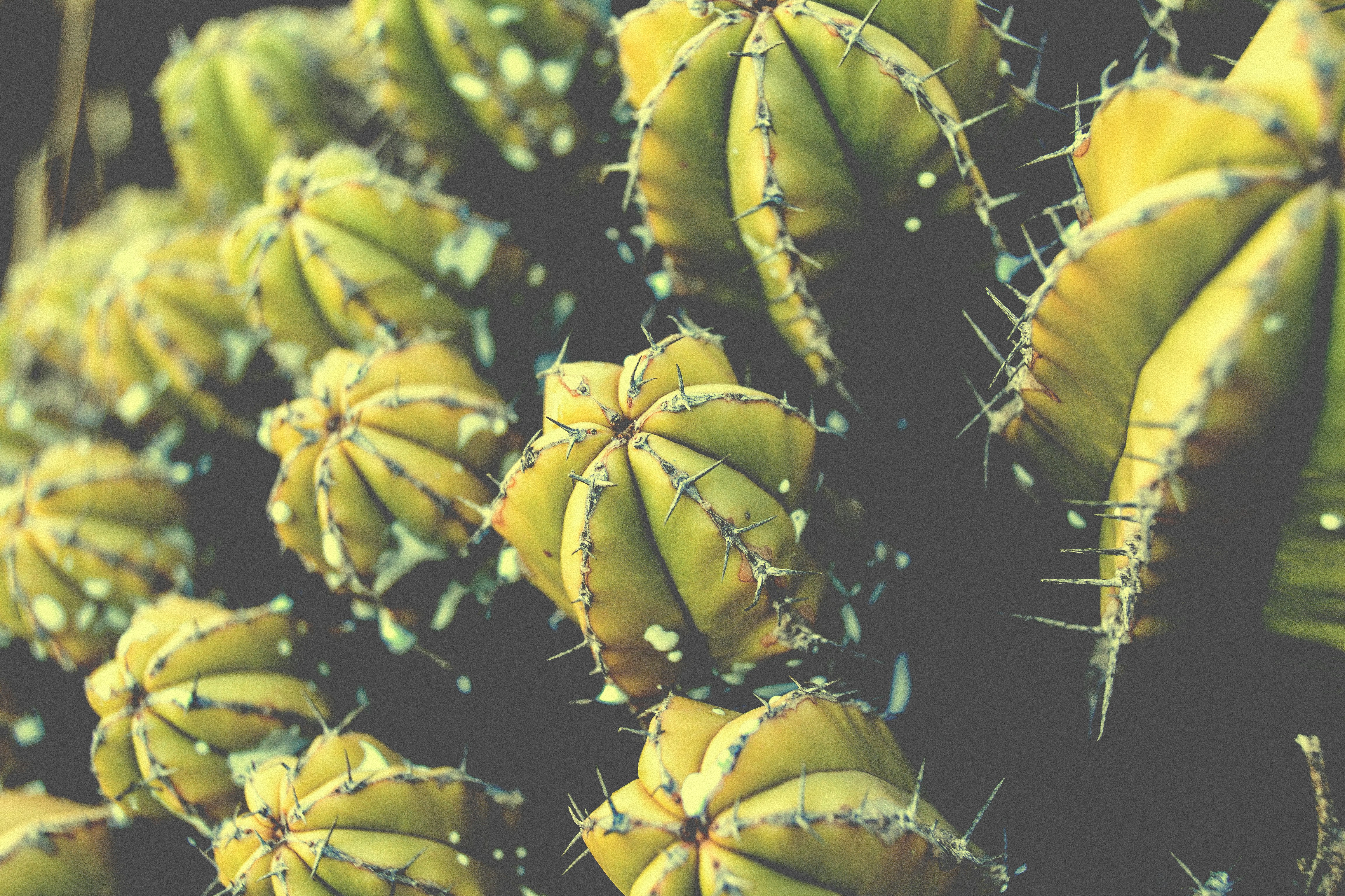 green cactus plant in close-up photography