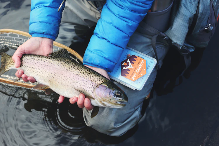 Rainbow trout being released on the South Platte