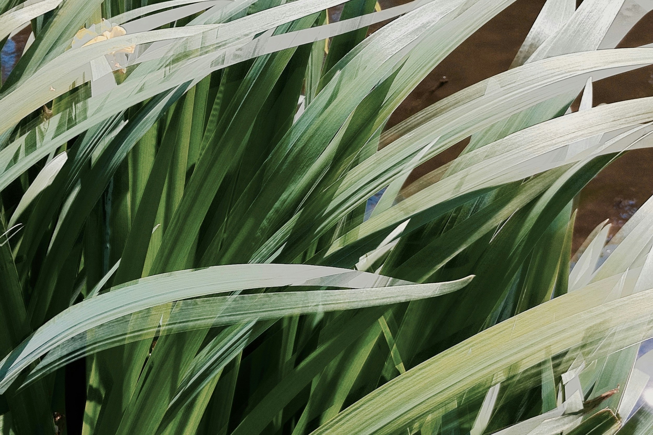 What Happens When You Exercise in Pain