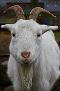 A white goat with prominent horns and a beard stands in a natural outdoor setting. The goat's eyes are focused directly forward, and there is detail in the texture of its fur and horns. The background is slightly blurred, suggesting a rural or farm environment with a fence.