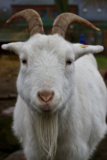 A white goat with prominent horns and a beard stands in a natural outdoor setting. The goat's eyes are focused directly forward, and there is detail in the texture of its fur and horns. The background is slightly blurred, suggesting a rural or farm environment with a fence.