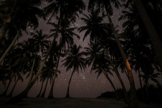 silhouette photography of coconut tress during nighttime in Thoondu Maldives