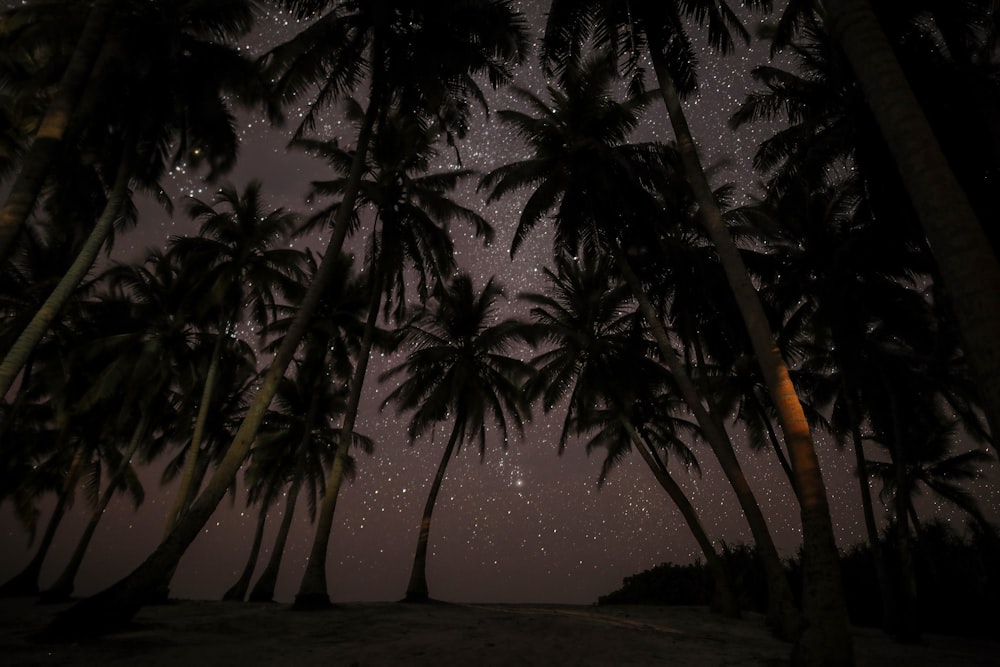 silhouette photography of coconut tress during nighttime
