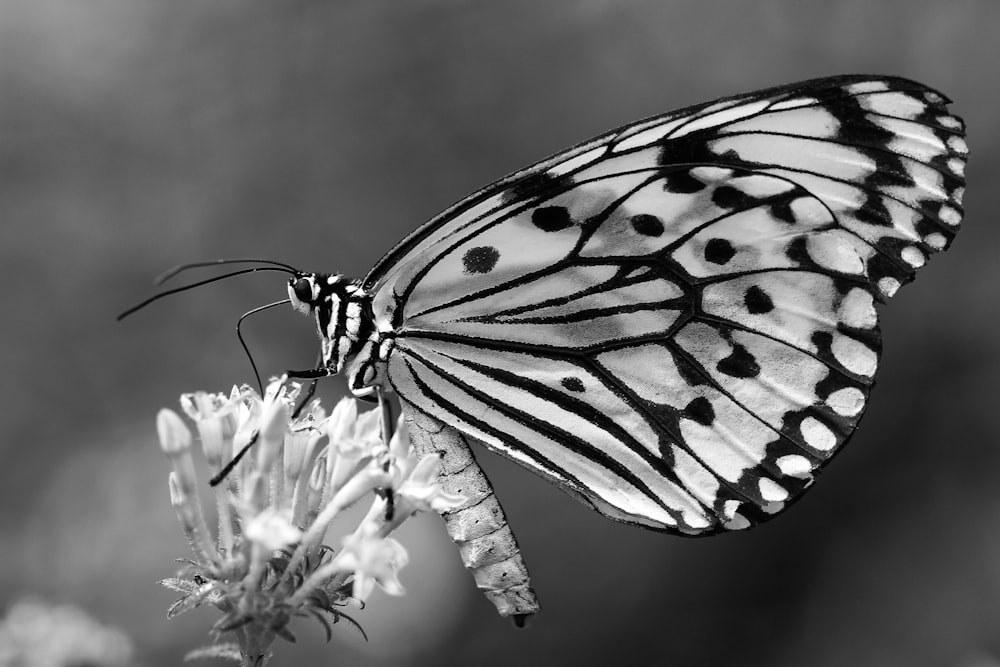 Black and white photo of a butterfly on a flower.