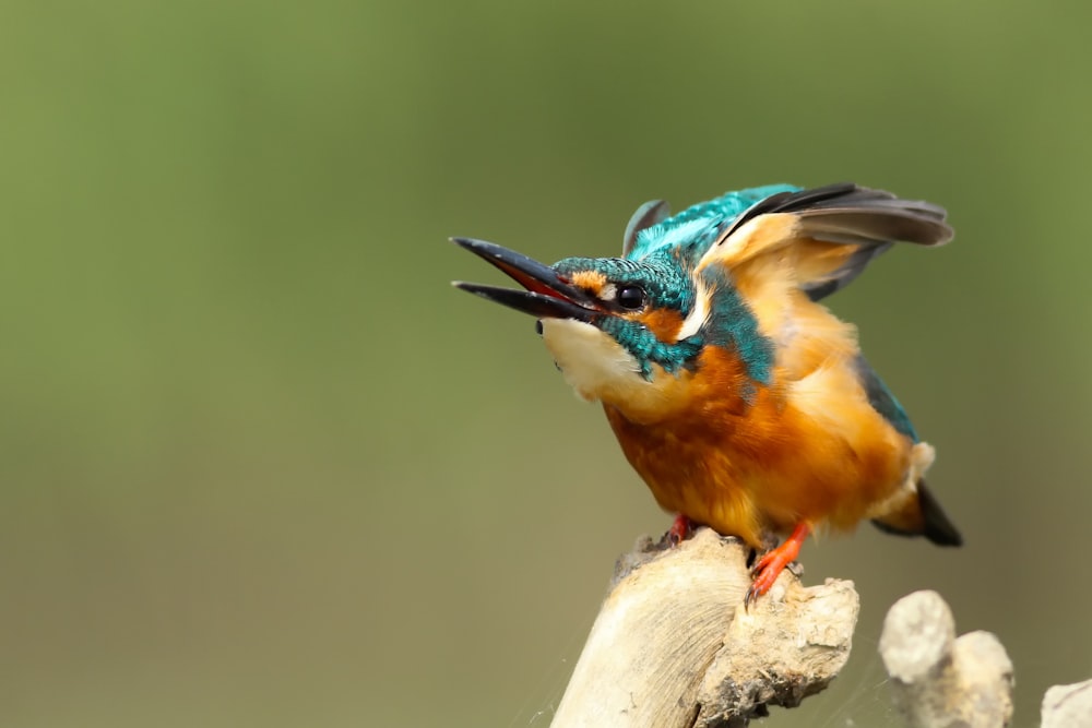 blue and orange Kingfisher perched on branch