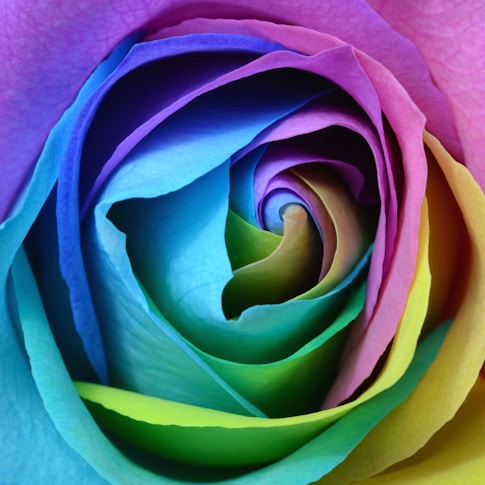 multicolored rose flower photo