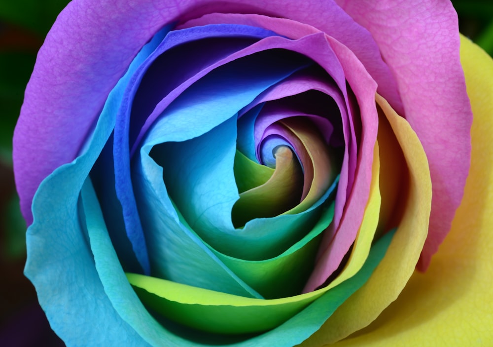 Foto de flor de rosa multicolor