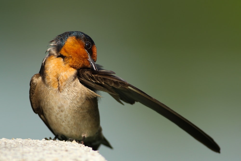 fotografia ravvicinata di uccello nero e marrone