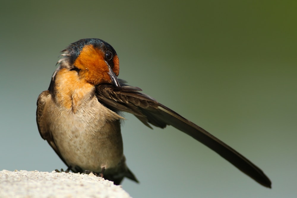 黒と茶色の鳥のクローズアップ写真