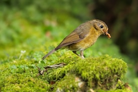 A small bird with brown and orange feathers stands on a lush green mossy surface, holding an insect in its beak. The background is a blur of greenery, suggesting a forest or garden setting.