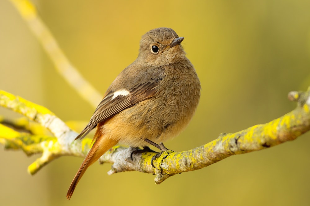 short-beaked brown bird on tree branch