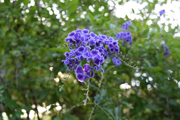 Vivid purple flowers with white-edged petals are in focus against a blurred green leafy background, suggesting a natural and lush setting.