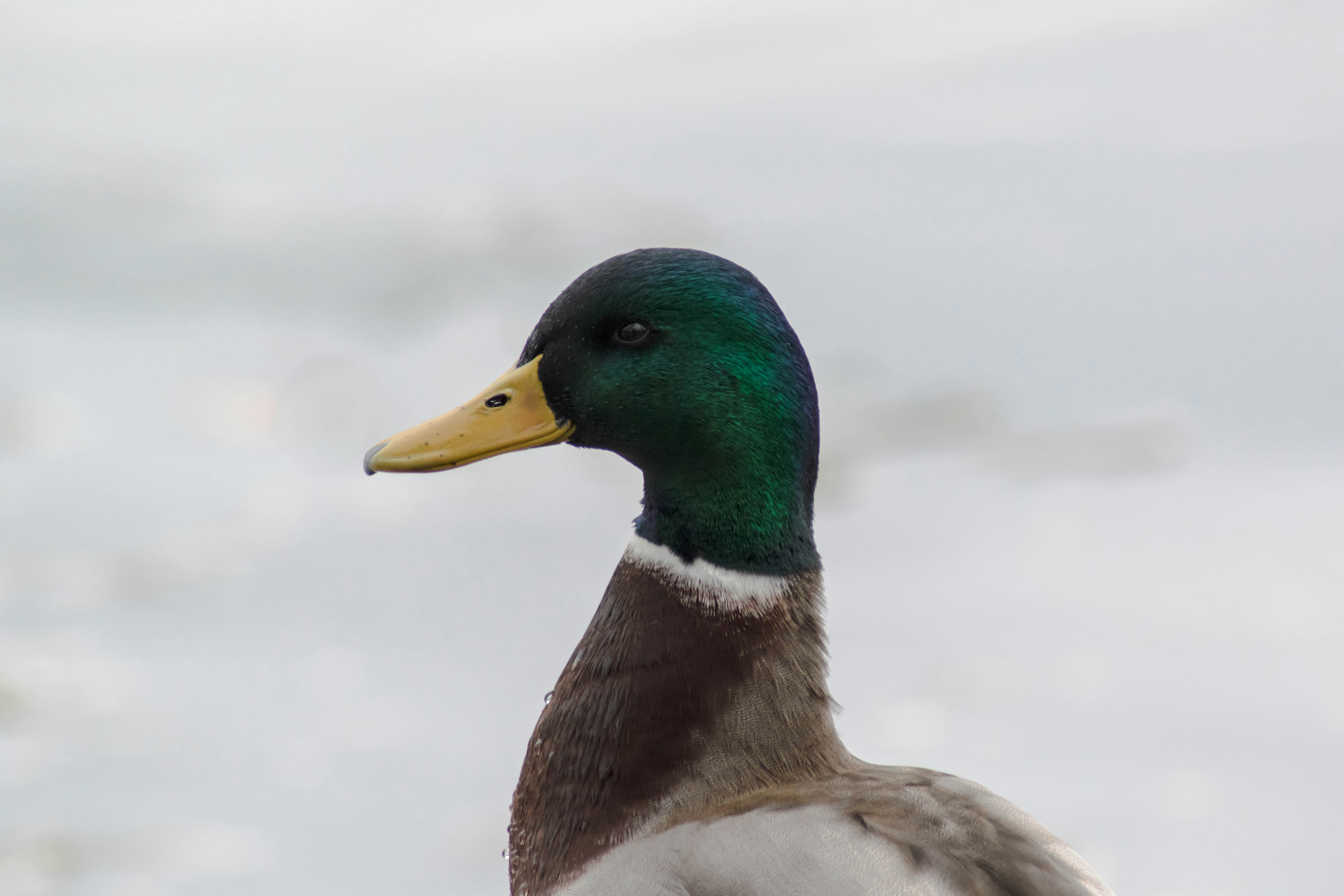 Free Unsplash photo from Matthieu Comoy