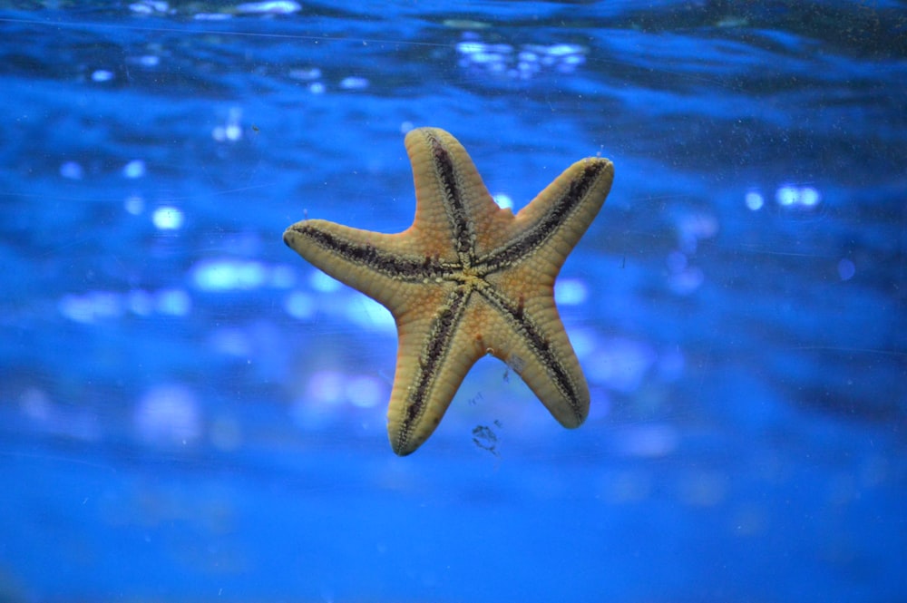 Estrela do mar no corpo de água