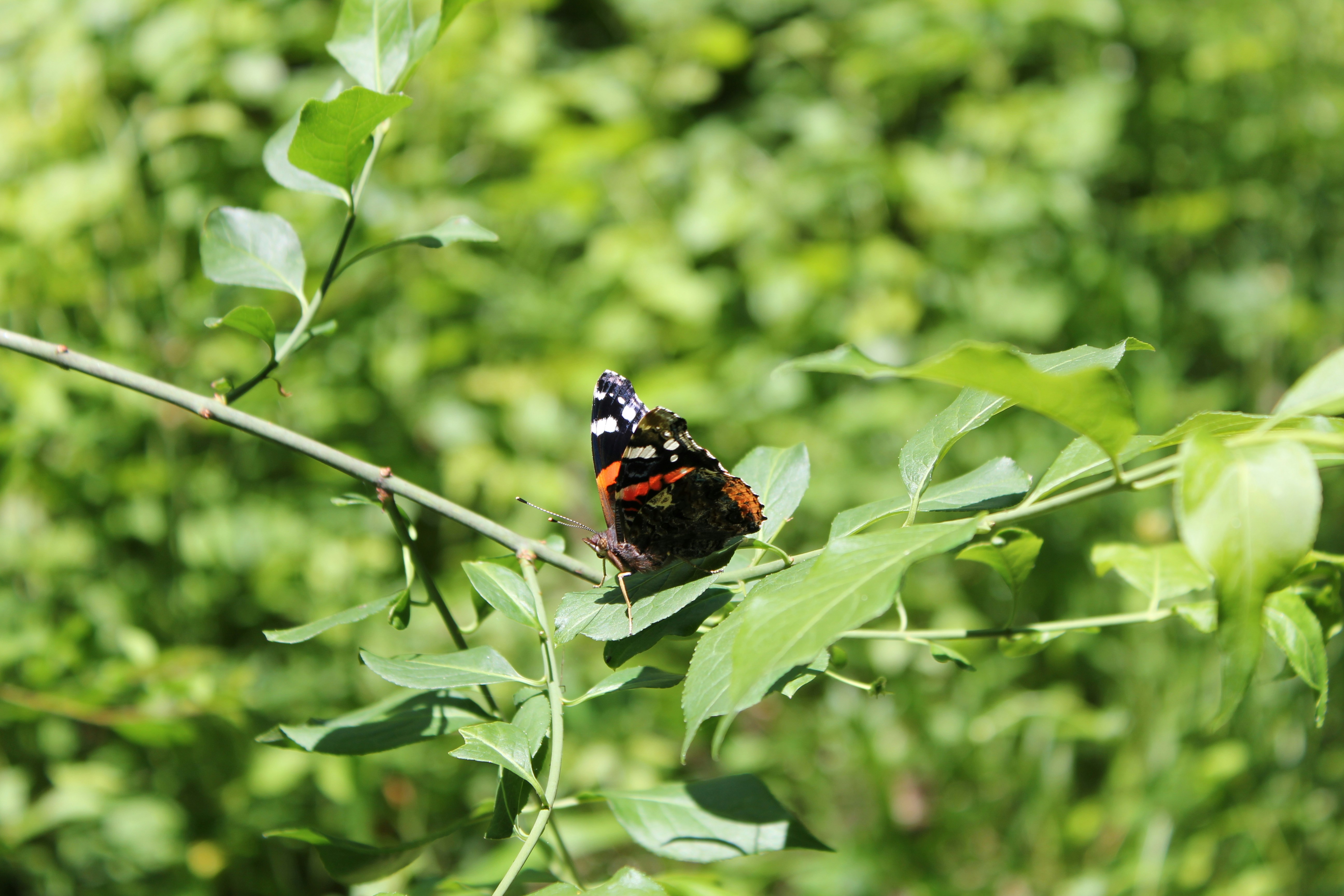 Free Unsplash photo from Thomas Rivoire