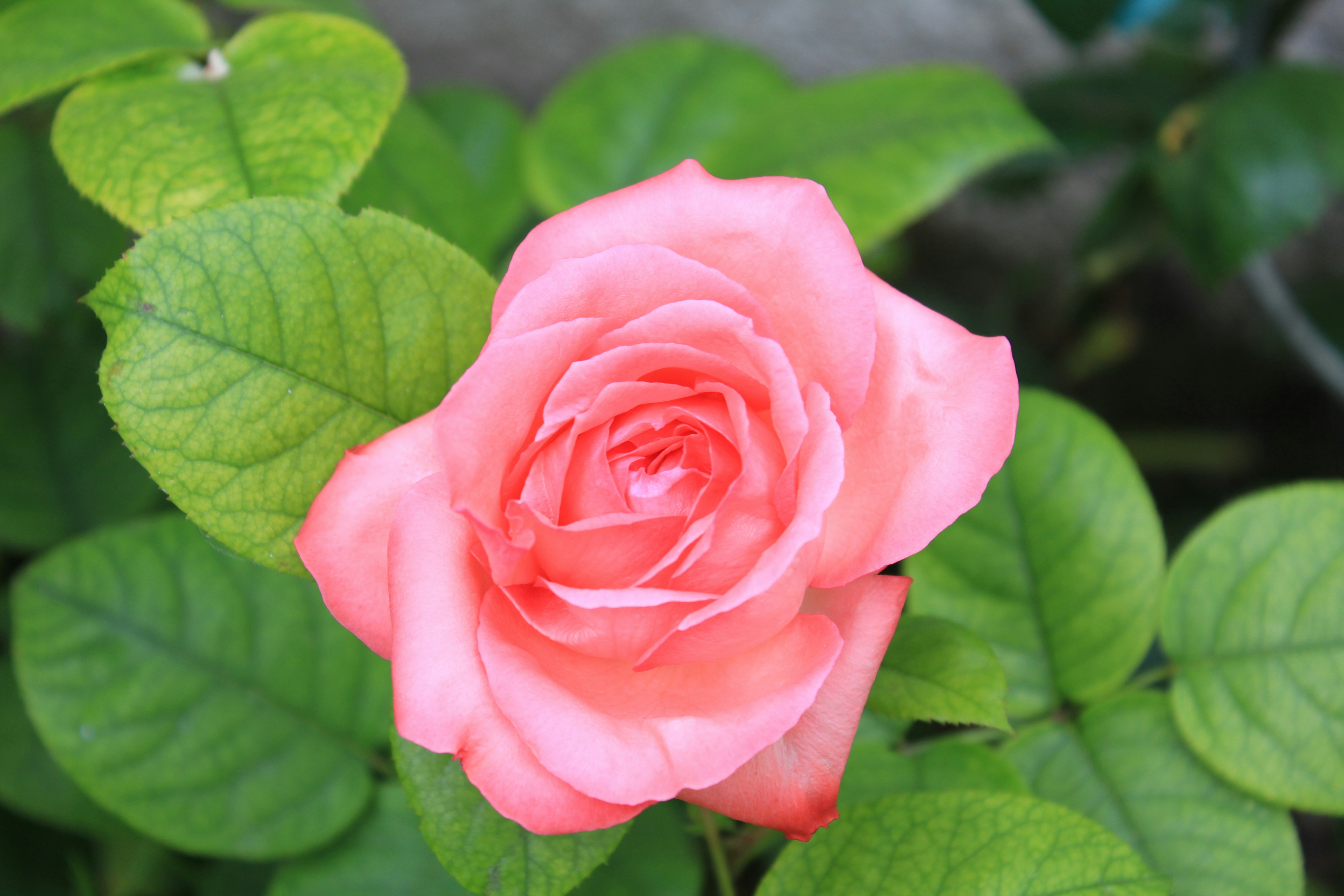 Free Unsplash photo from Thomas Rivoire