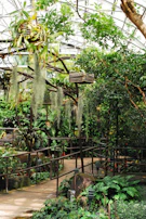 A lush indoor garden with a variety of plants, including hanging baskets and tropical greenery. The path is lined with ferns and other foliage, and there is a wooden railing. Sunlight filters through the glass ceiling, creating a warm, inviting atmosphere.