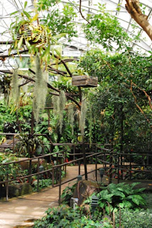 A lush indoor garden with a variety of plants, including hanging baskets and tropical greenery. The path is lined with ferns and other foliage, and there is a wooden railing. Sunlight filters through the glass ceiling, creating a warm, inviting atmosphere.