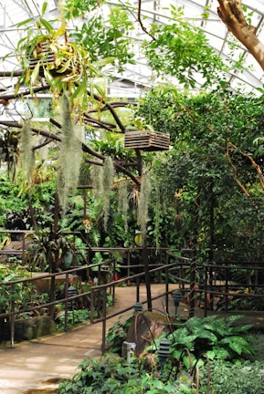 A lush indoor garden with a variety of plants, including hanging baskets and tropical greenery. The path is lined with ferns and other foliage, and there is a wooden railing. Sunlight filters through the glass ceiling, creating a warm, inviting atmosphere.