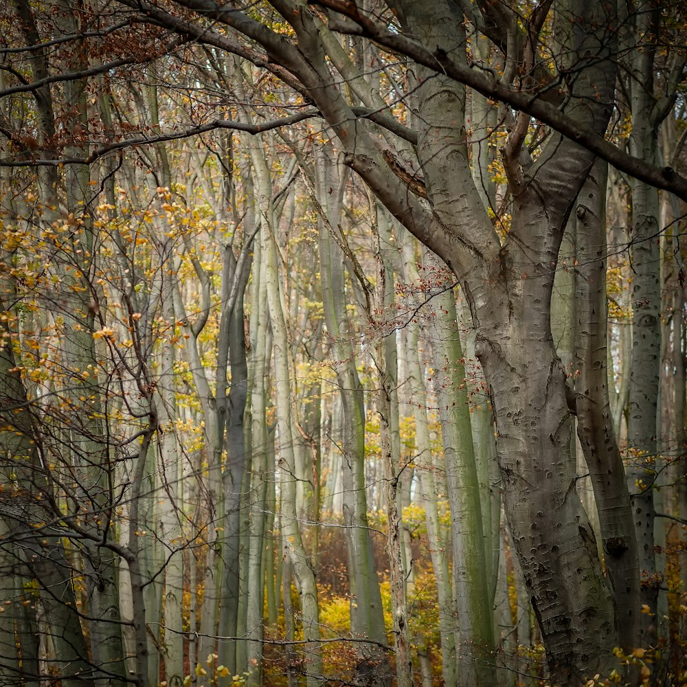 A view inside a forest of leafless trees.