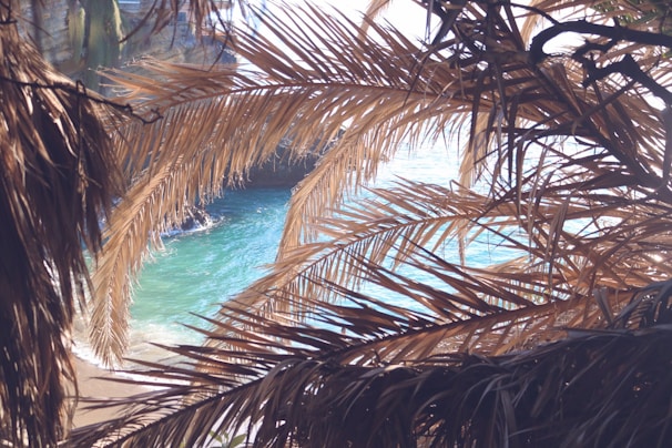 Morning light filtering through palm trees over a quiet beach, inviting slow, peaceful moments.