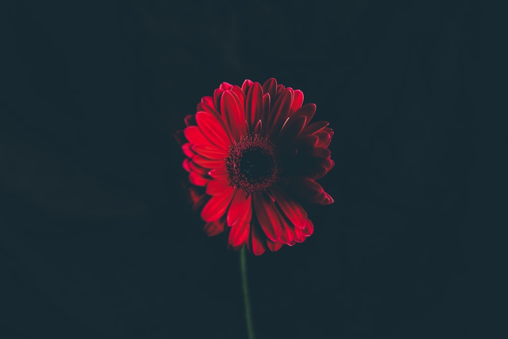 red flower in shallow focus lens