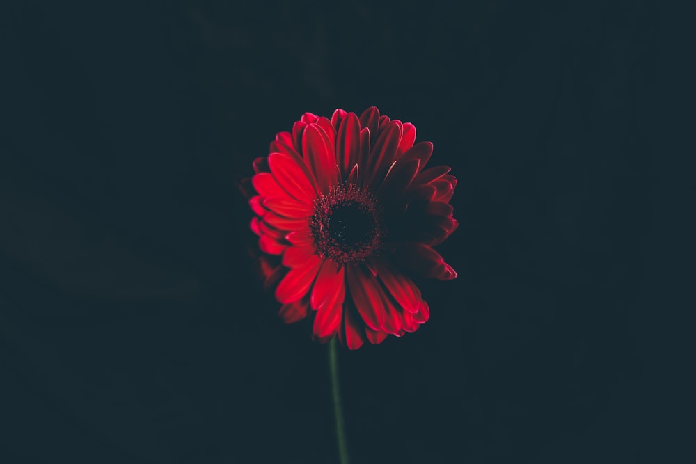 fiore rosso in lente a fuoco poco profondo