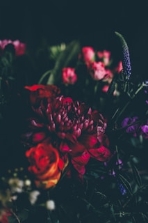red and pink flowers