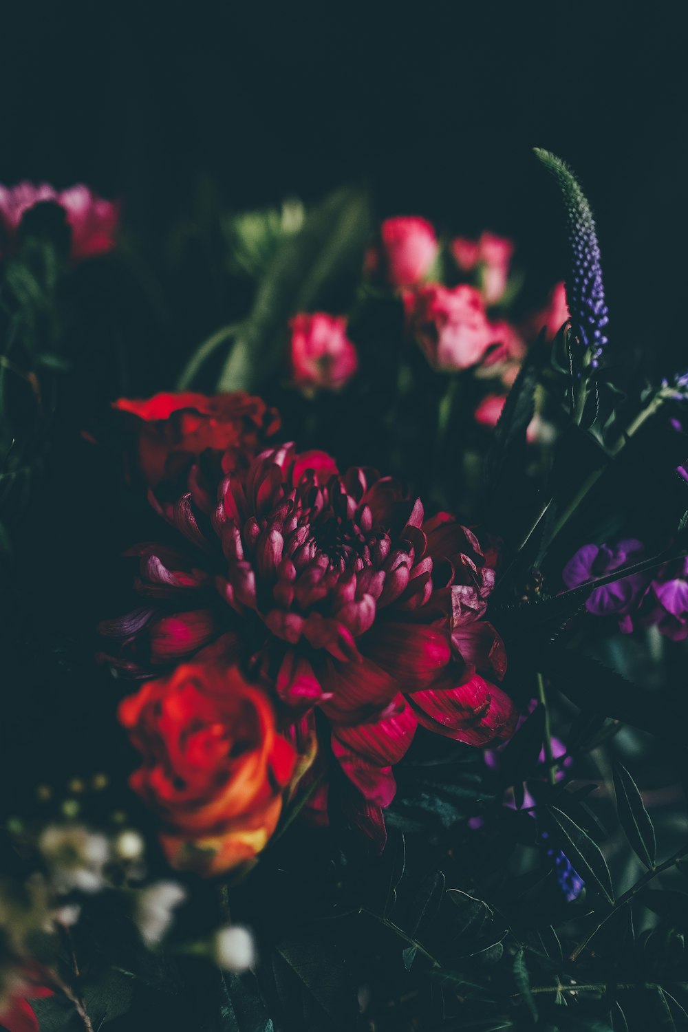 red and pink flowers