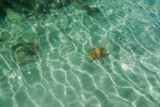The famous natural pool with shallow, sparkling water and starfish visible on the sandy bottom.