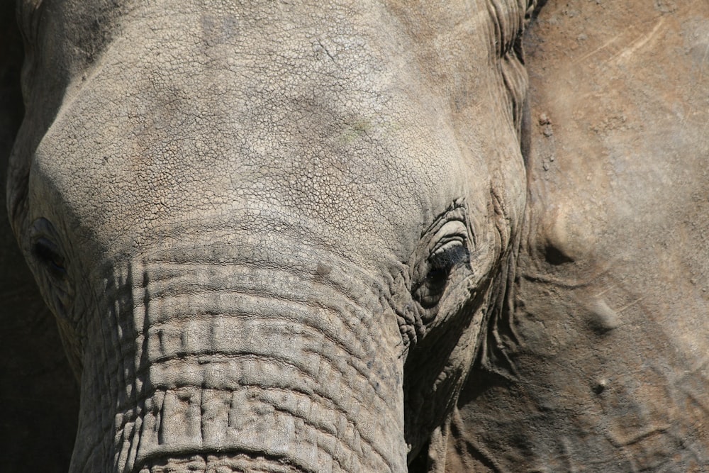 macro photography of elephant