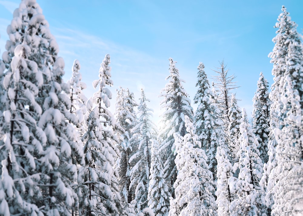 trees filled with snow during daytime